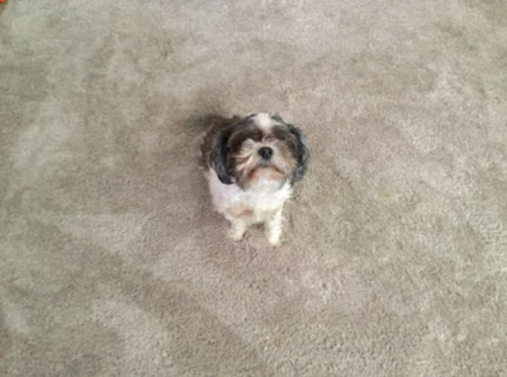 Meet your Posher, Riley